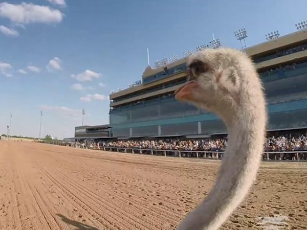 EXTREME RACING LONE STAR PARK GRAND PRAIRIE 2