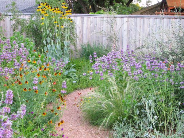 NATIVE PLANTS GARDEN BACKYARD PLANO