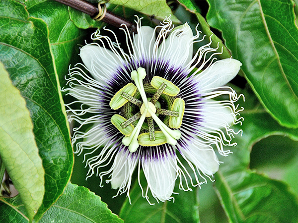 PASSION FLOWER NATIVE PLANTS TEXAS