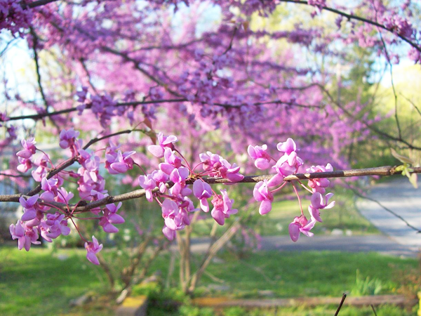 REDBUD NATIVE TEXAS PLANTS TREES