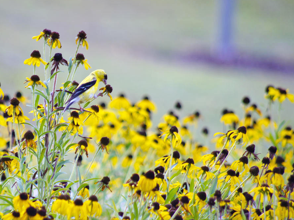 texas wildflowers north texas