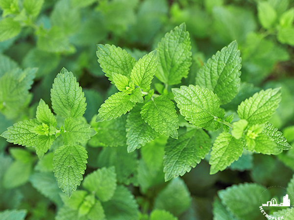 WHAT TO PLANT NORTH TEXAS GARDEN LEMON BALM