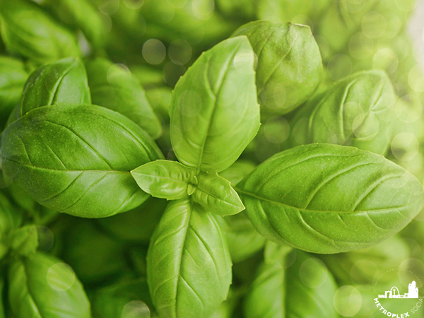 WHAT TO PLANT NORTH TEXAS GARDEN basil