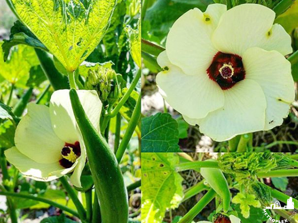 WHAT TO PLANT NORTH TEXAS GARDEN okra
