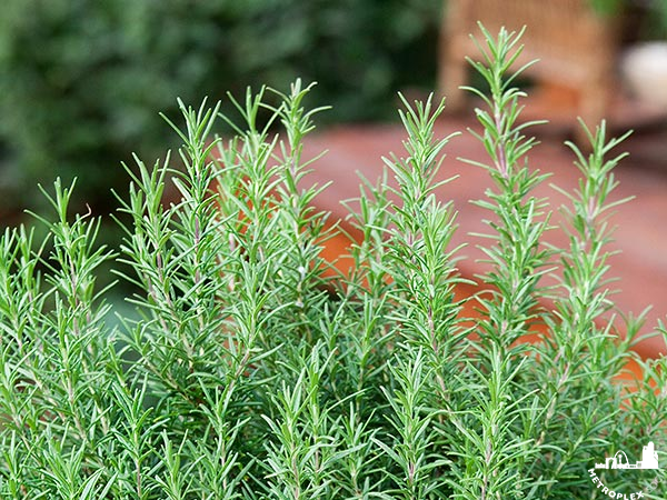 WHAT TO PLANT NORTH TEXAS GARDEN rosemary