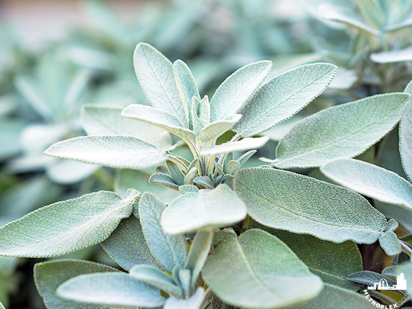 WHAT TO PLANT NORTH TEXAS GARDEN sage