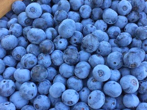 where to pick blueberries blackberries near dallas blase family farm