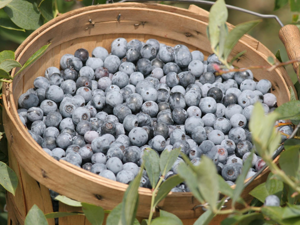 where to pick blueberries blackberries near dallas