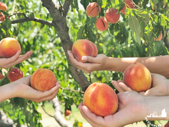 where to pick peaches dallas fort worth fi