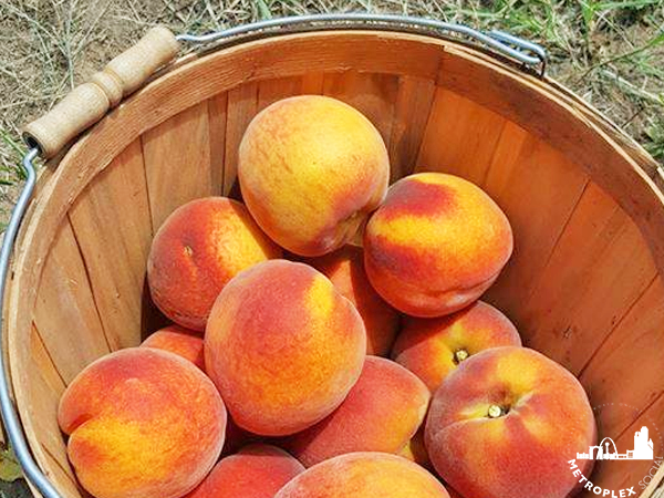 where to pick peaches dallas fort worth jenkins farms