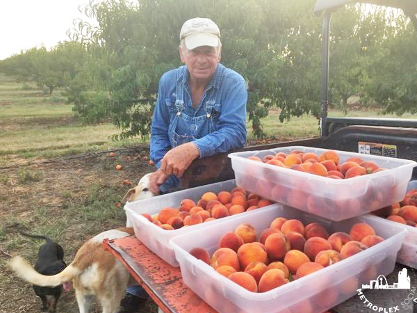 where to pick peaches dallas fort worth majestic farms