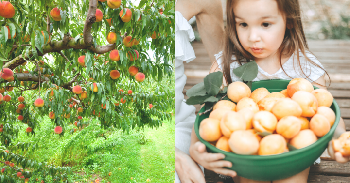 where to pick peaches near dallas fort worth feature