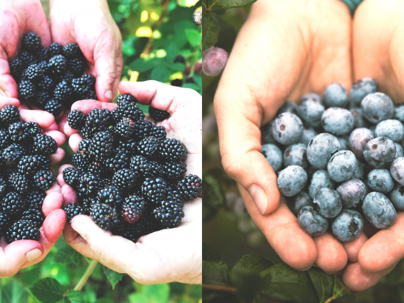 where-to-pick-your-own-blackberries-blueberries-near-dfw