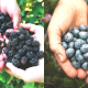 where-to-pick-your-own-blackberries-blueberries-near-dfw
