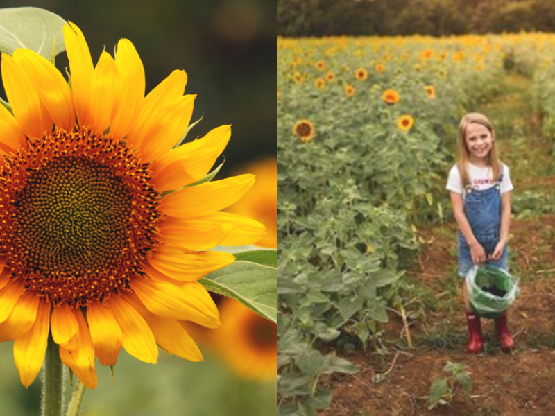You Can Take Your Photos In This Sea Of Sunflowers In North Texas