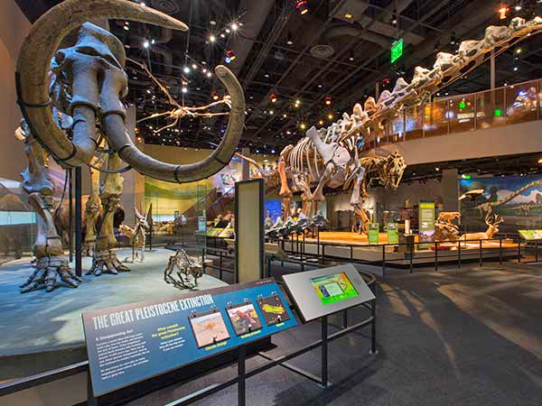 dallas kid places perot museum