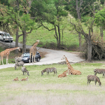 Why Fossil Rim Wildlife Center Should Be On Your Summer Must Do List