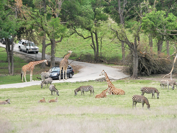 fossil rim wildlife center drive through savannah