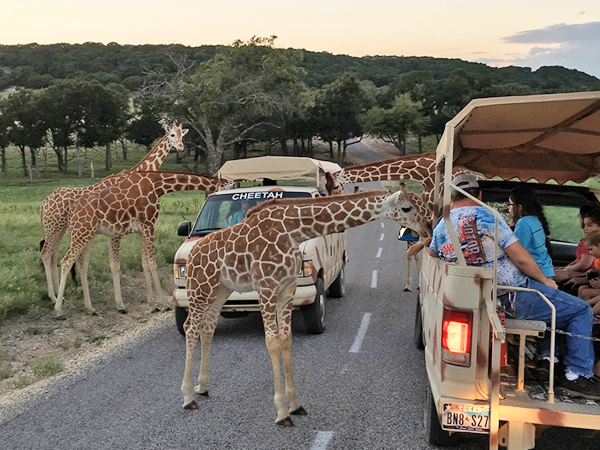 fossil rim wildlife center feeding giraffes
