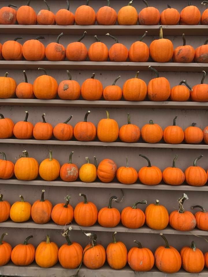 dfw pumpkin patches