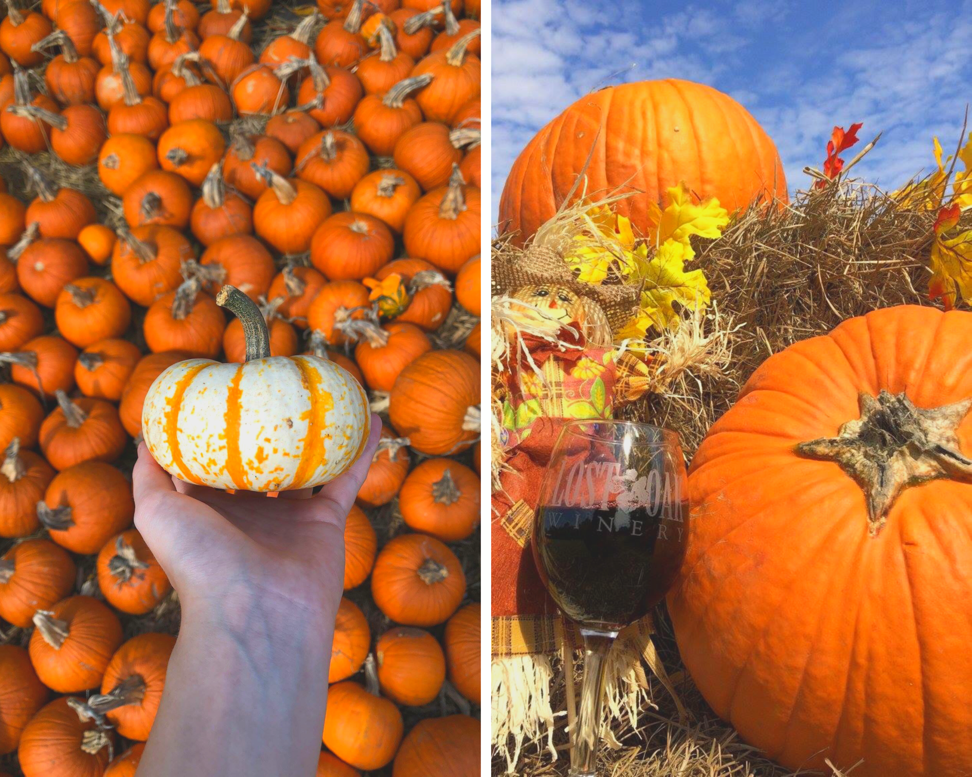 Grab your camera and discover our favorite places to pick the perfect pumpk...