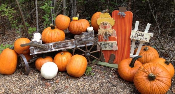 Here Are All The Best Pumpkin Patches For Fall In Dfw Metroplex Social 3265