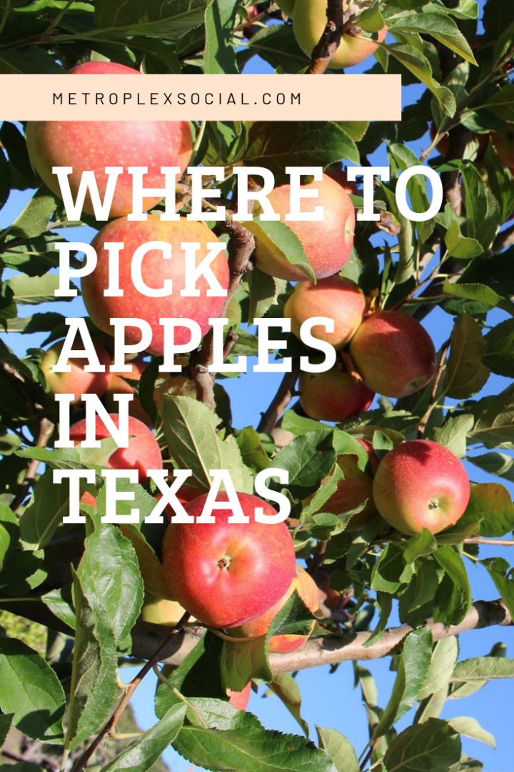 apple picking in texas