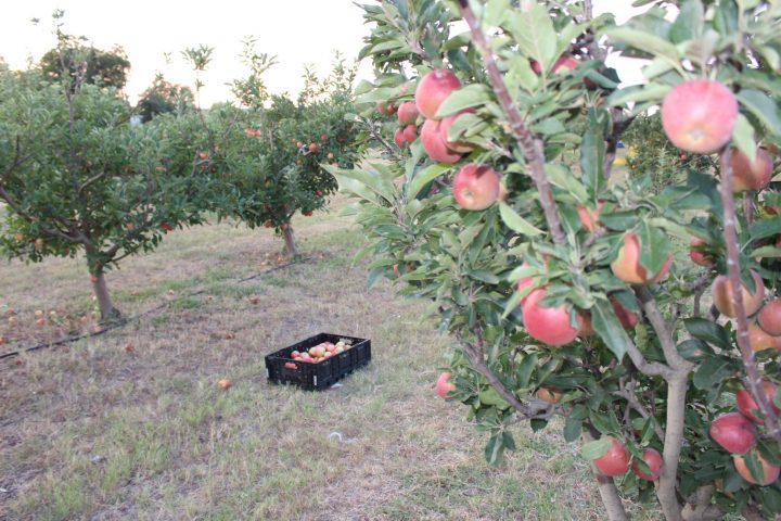 apple picking in texas