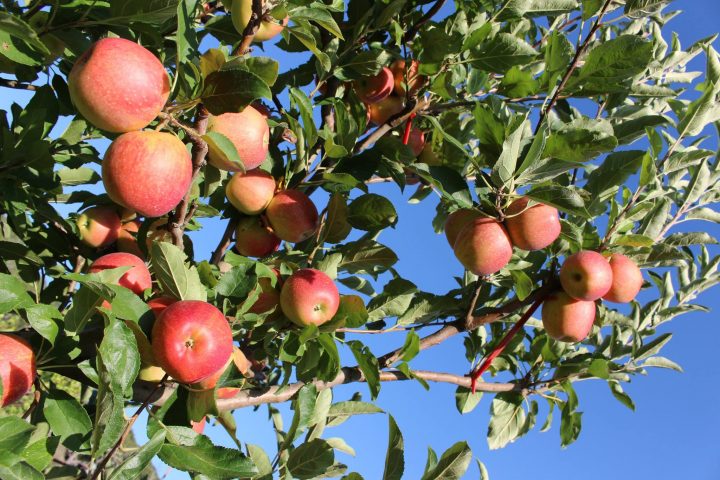 apple picking in texas