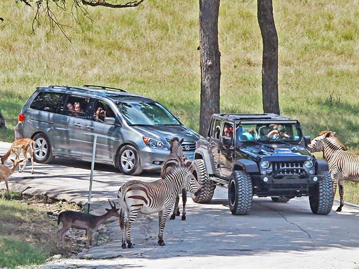 dallas road trip fossil rim wildlife center