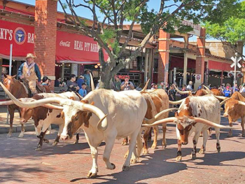 fort worth stockyards cattle drive
