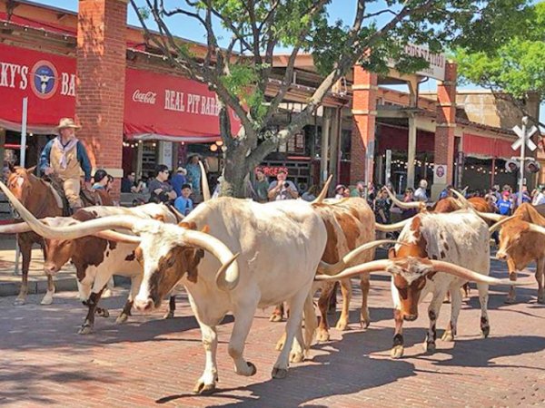 fort worth stockyards cattle drive