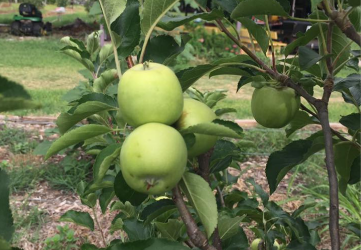 apple picking in texas