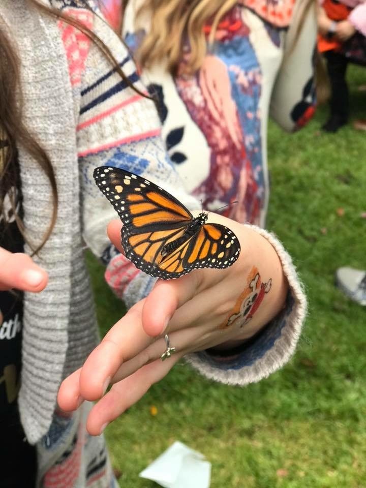 Butterfly flutterby 