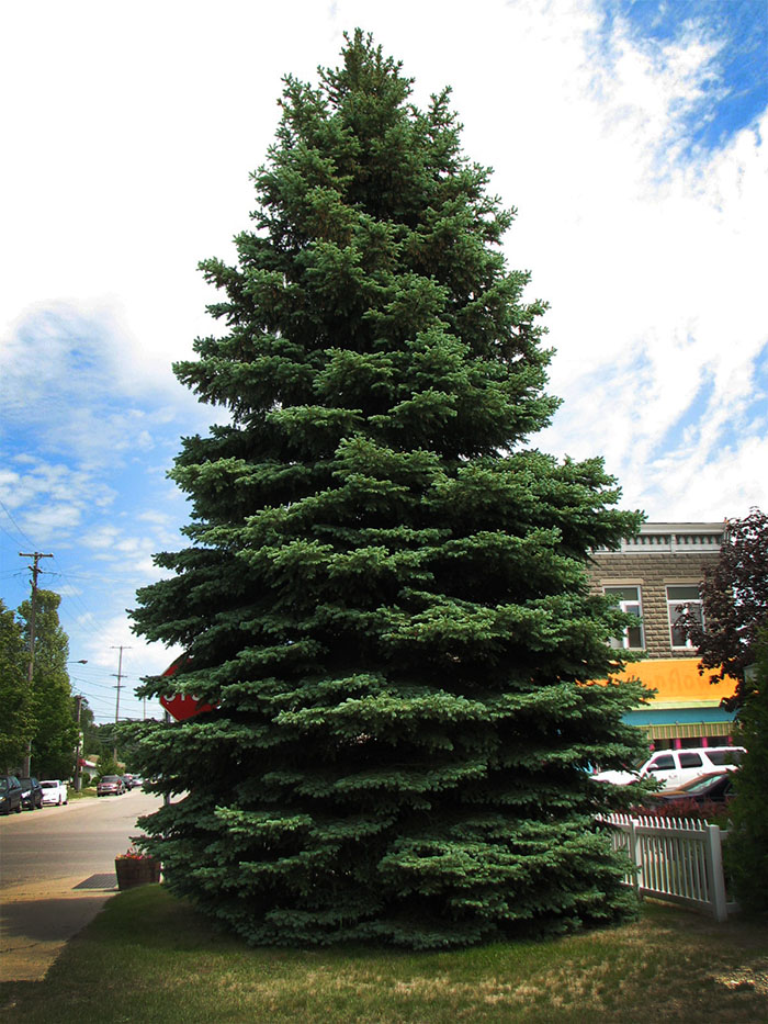 Sandone Christmas tree farm in Dallas 