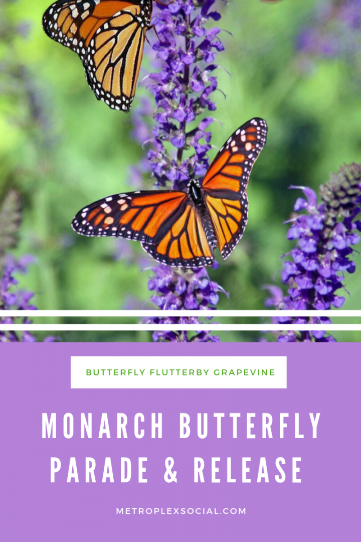Butterfly flutterby 