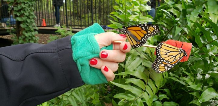 Butterfly parade grapevine 