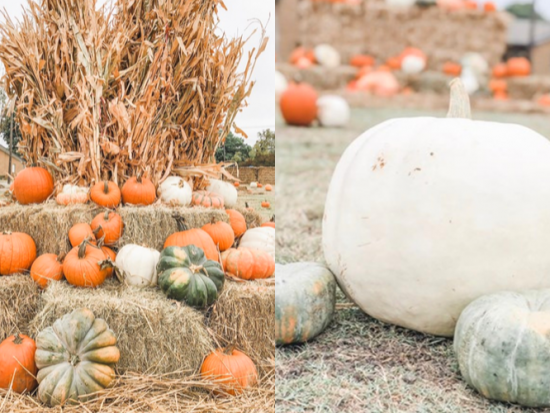 dfw fall activities ennis tx feature