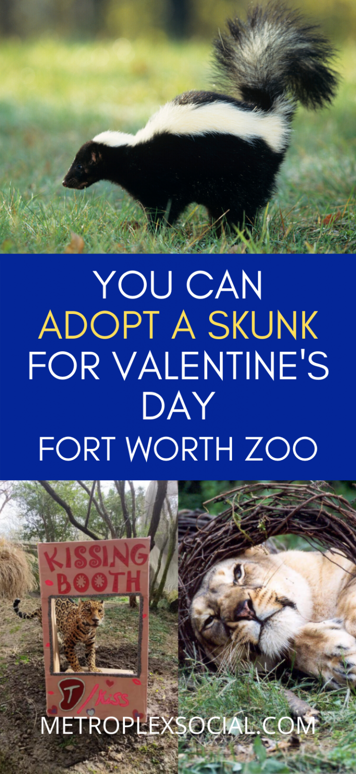 You Can Adopt A Skunk At The Fort Worth Zoo For Valentine's Day This Year Metroplex Social