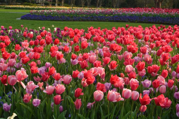 A Neverending Tulip Patch With Over 500,000 Blooms Just Arrived Near ...