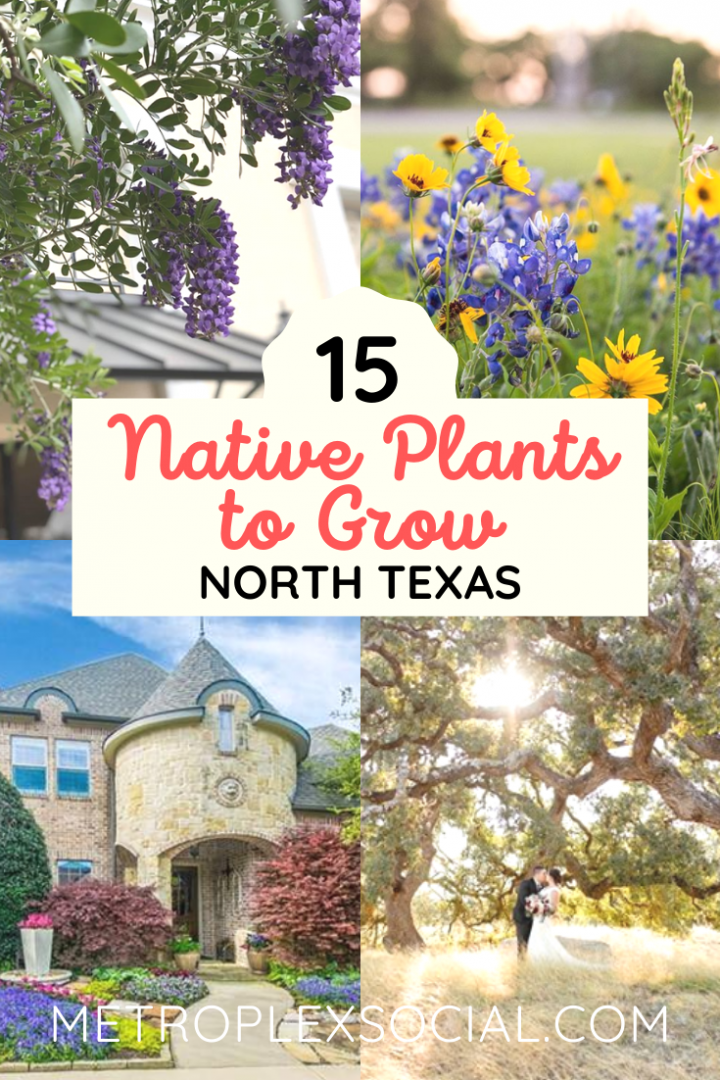These Texas Native Plants Will Make, Texas Hill Country Native Plants For Landscaping