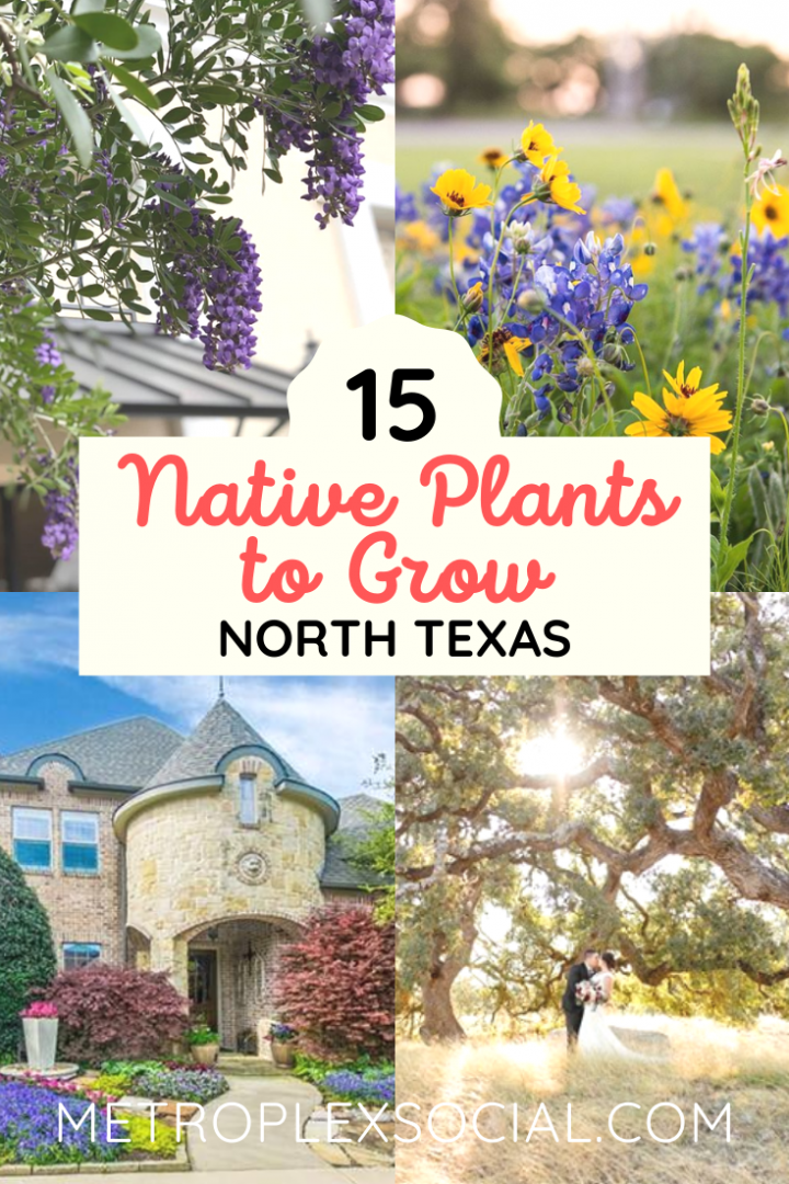 These Texas Native Plants Will Make Your Home Look Amazing Metroplex Social