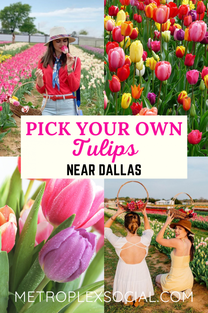 texas tulips pick your flowers near dallas