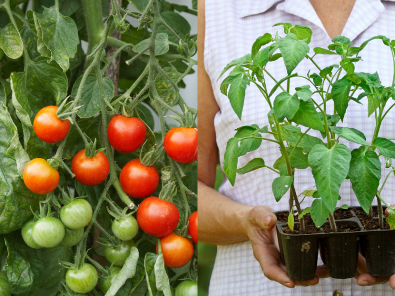 how-to-grow-tomatoes-best-home-garden