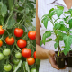 how-to-grow-tomatoes-best-home-garden