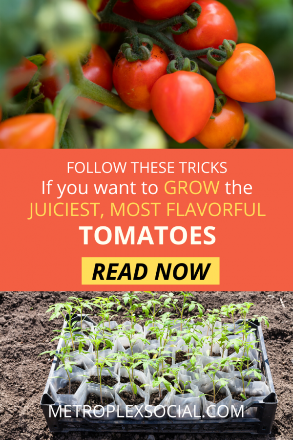 Here's How To Grow Tomatoes That Are Juiciest, Most FlavorPacked Ever