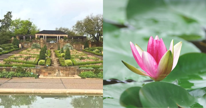 fort-worth-botanic-japanese-garden-reopening-need-to-know (2)