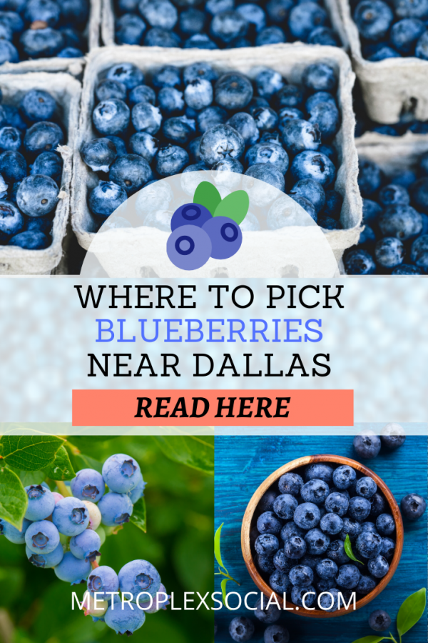Here's Where You Can Pick Your Own Blackberries and Blueberries Near