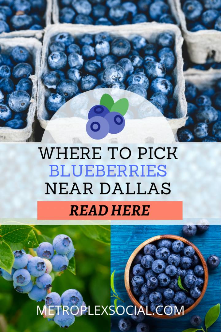 where to pick blueberries blackberries near dallas 