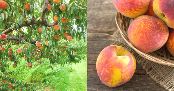 Here's The Best Places To Pick Peaches Near Dallas Fort Worth ...